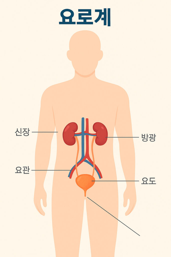 요로계 구조를 설명하는 인체 해부도 일러스트