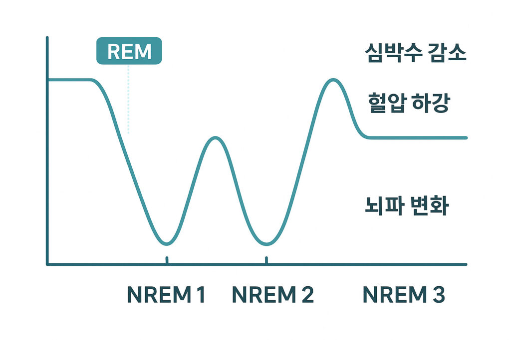 수면 단계와 생리적 변화 이미지
