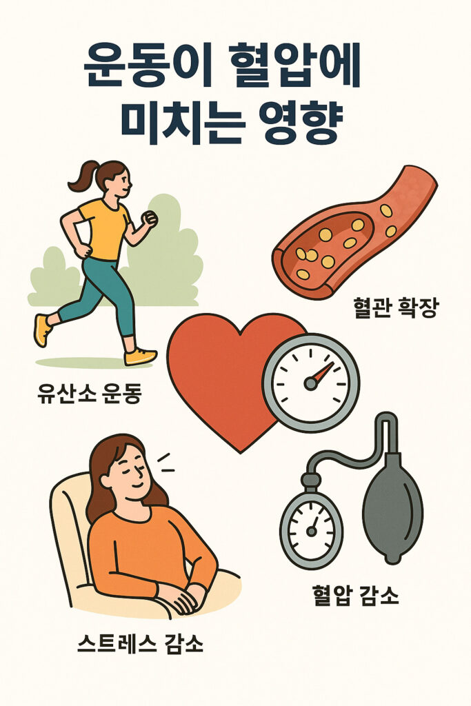 운동이 혈압에 미치는 영향