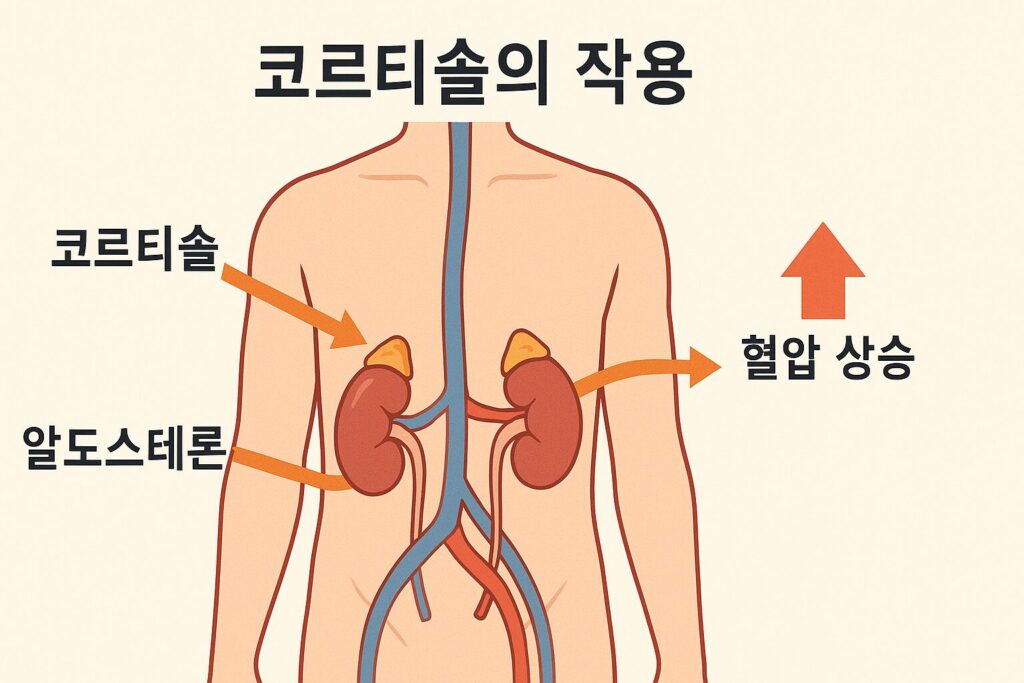 부신-신장-혈압 작용 다이어그램