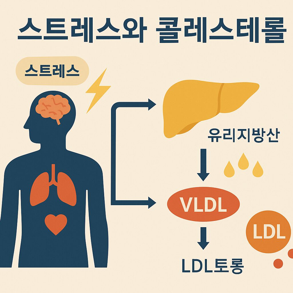 스트레스와 지방 대사 변화 흐름도