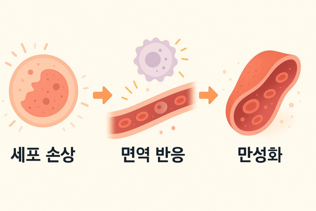 염증 반응 과정 인포그래픽