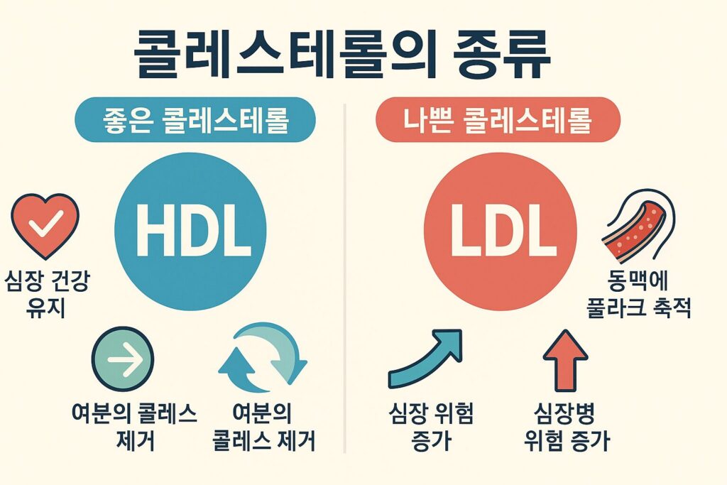 콜레스테롤 구조와 기능 인포그래픽